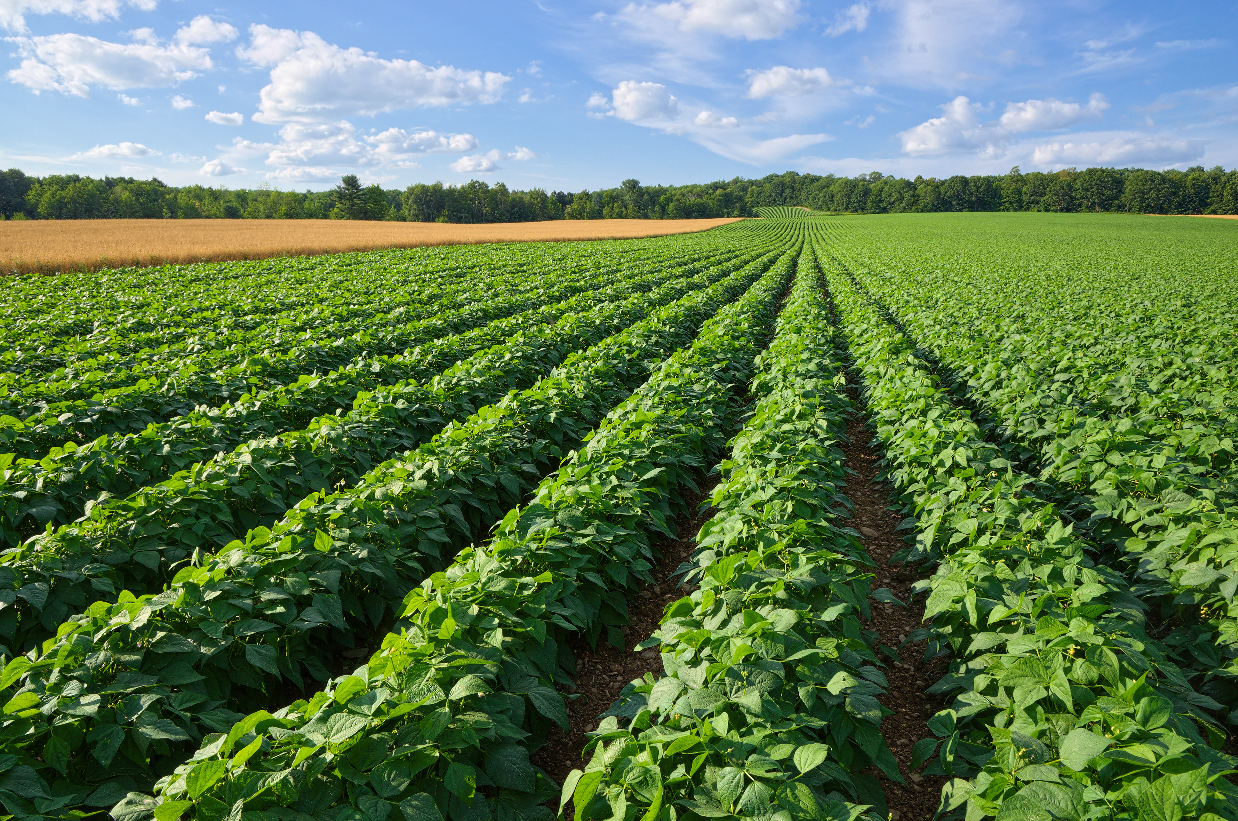 Agriculture