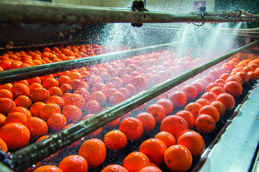 The process of washing and cleaning of citrus fruits in a modern production line