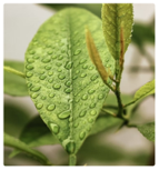 leaf